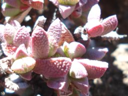 Ruschia putterillii knobbly leaves
